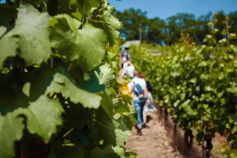 Sächsischer Weinwanderweg - Etappe 5 - Von Oberau nach Meißen