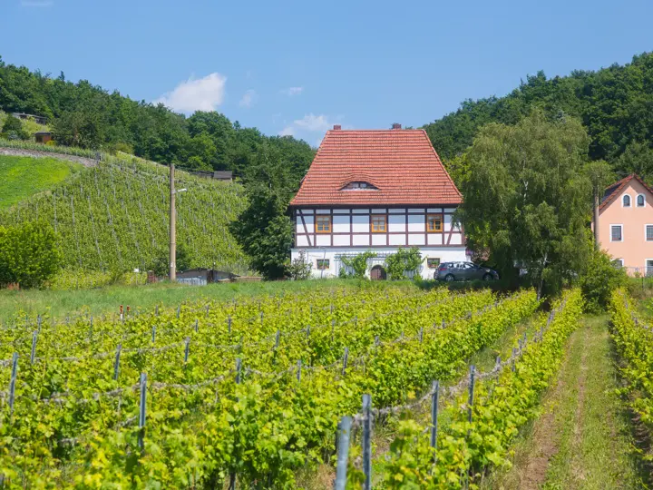Sächsischer Weinwanderweg - Etappe 4 - Von Radebeul-Zitzschewig nach Oberau