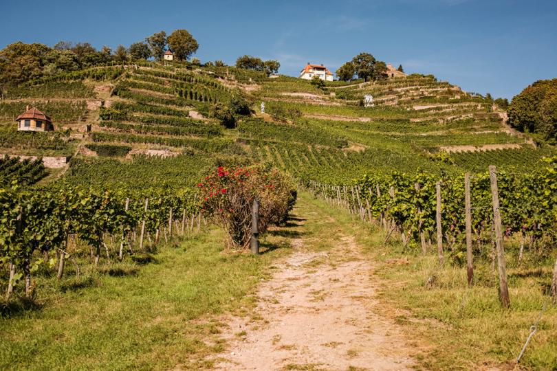 Weingut DREI HERREN