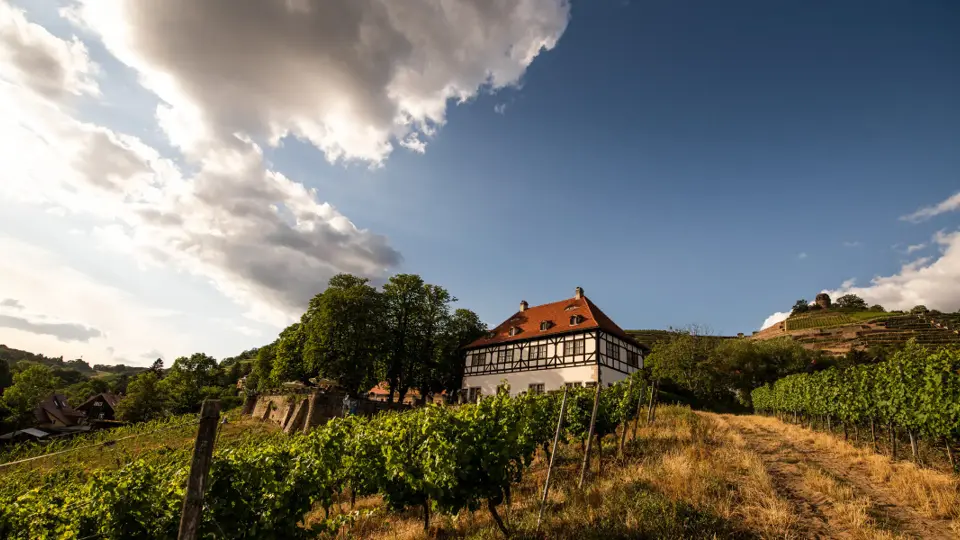 Weingut Hoflößnitz