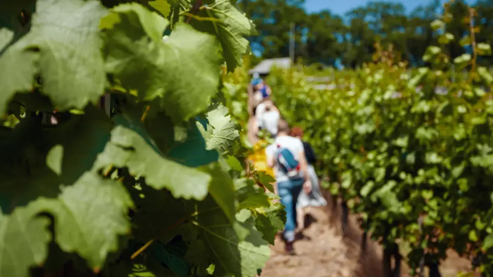 Sächsischer Weinwanderweg - Etappe 5 - Von Oberau nach Meißen