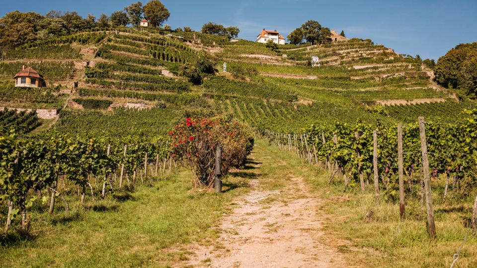 Weingut DREI HERREN