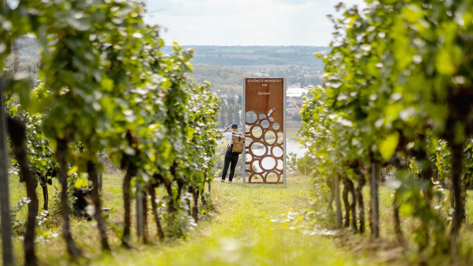 Sächsischer Weinwanderweg - Etappe 6 - Von Meißen nach Diesbar-Seußlitz